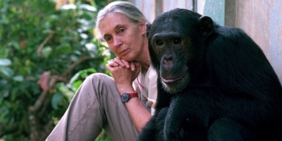 Celebrating a Legacy of Hope: Dr. Jane Goodall Turns 90 ::